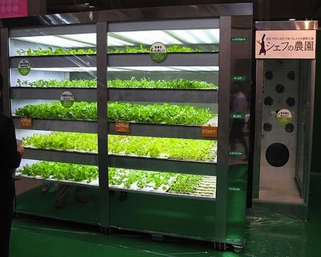 Lettuce vending machine